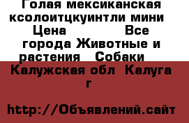 Голая мексиканская ксолоитцкуинтли мини › Цена ­ 20 000 - Все города Животные и растения » Собаки   . Калужская обл.,Калуга г.